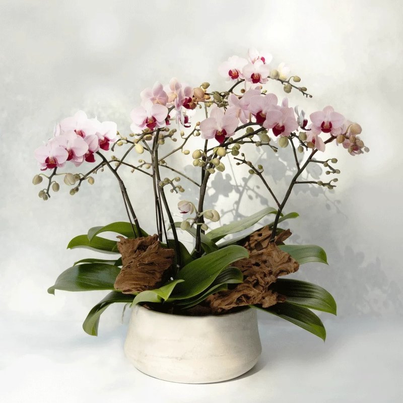 Pink Phalaenopsis Planting - ตกแต่งต้นไม้ - พืช/ดอกไม้ สึชมพู