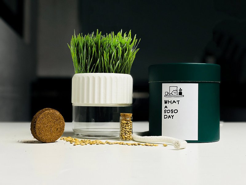 PRINTING LIFE / Water-free environmentally friendly potted cat grass gift box birthday gift plant - Plants - Plants & Flowers 