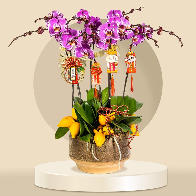 大花蝴蝶蘭藏寶圖8棵 (GF00061) 蘭花 新春蘭花 年花 自家蘭花園 - 盆栽/植栽 - 植物．花 