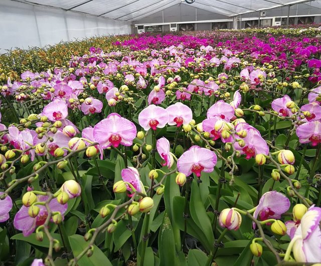 大花蝴蝶蘭藏寶圖8棵(GF00061) 蘭花新春蘭花年花自家蘭花園格
