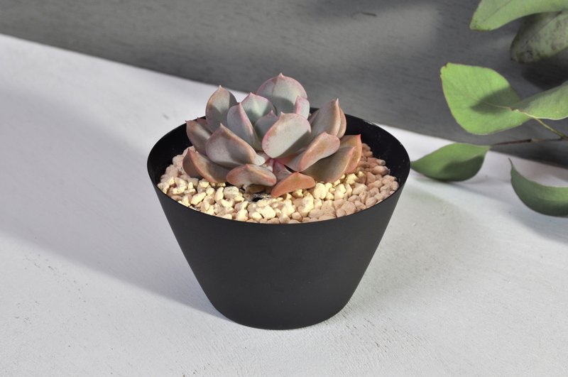 簡單盆(Simpots)/斜口盆/小黑 - 盆栽/植栽 - 其他金屬 黑色