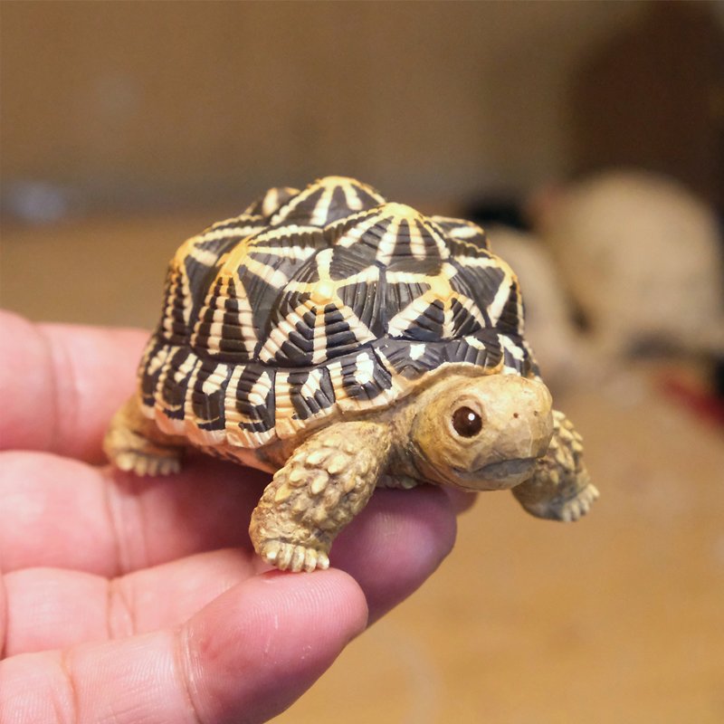 Little Star Turtle [Want to Pet Statue Series] - ตุ๊กตา - เรซิน สีนำ้ตาล
