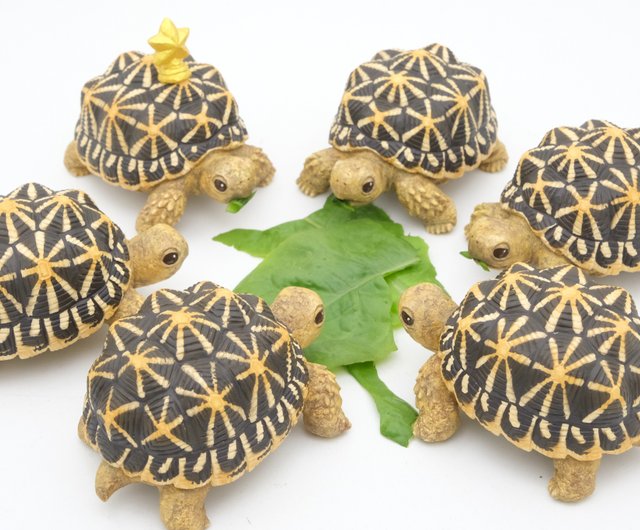 4Dパズル ホシガメ 【公式通販】