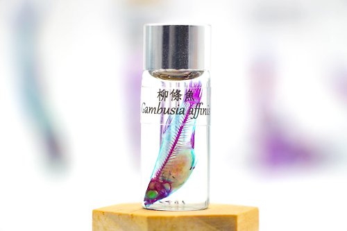 Fish Heart 魚心標本藝術 透明生物標本 - 柳條魚 Gambusia affinis