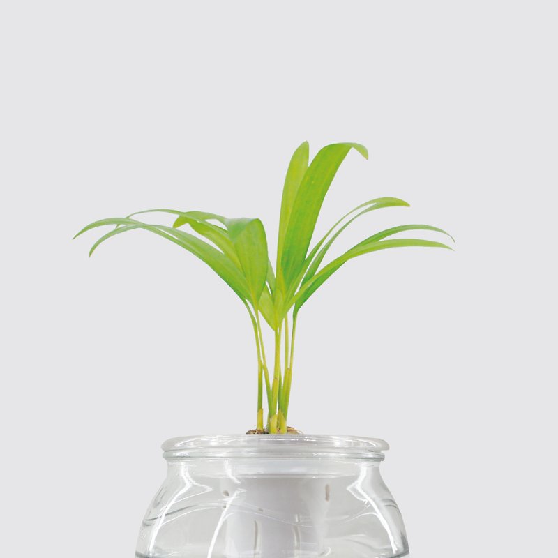 │ Glass Series│ ミニイエローココナッツ - 空気清浄水耕栽培鉢植え 自動給水 - 観葉植物 - 寄せ植え・花 ホワイト