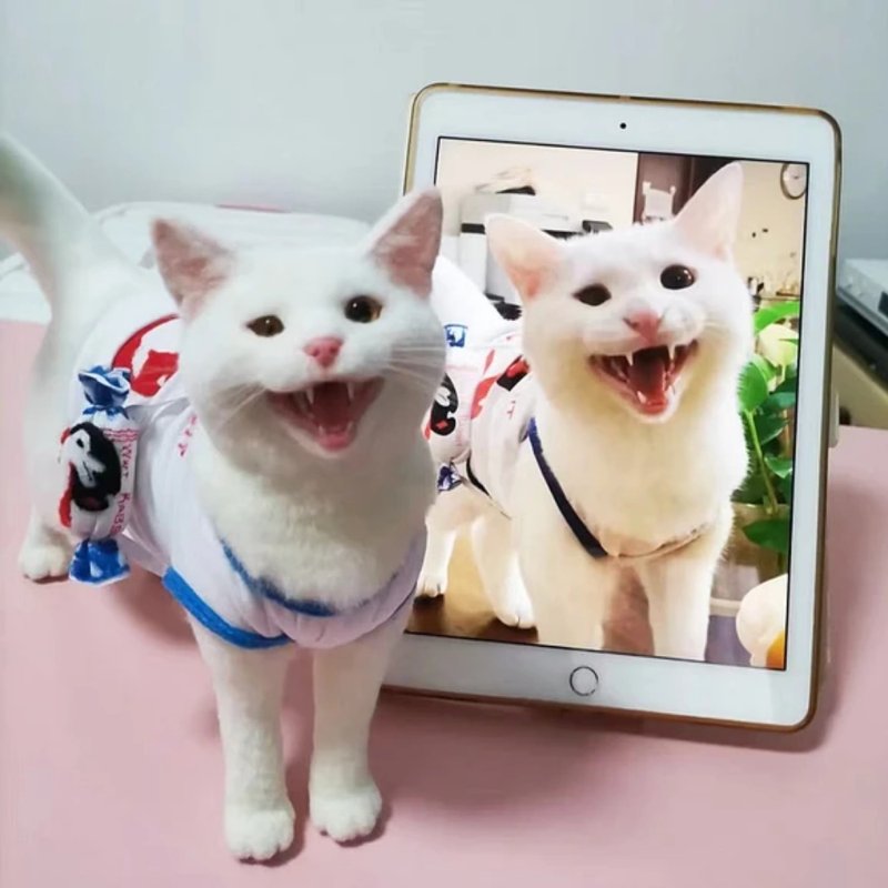 客製化逼真猫 羊毛氈 寵物 娃娃 定製 手工 狗狗猫咪 毛小孩  195 - 貓/狗玩具 - 羊毛 多色
