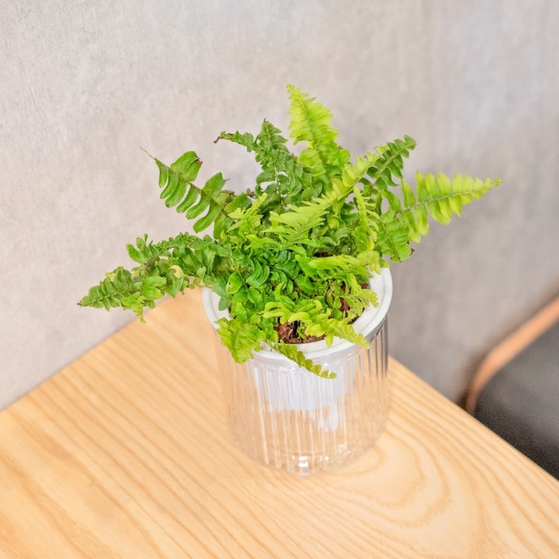 ボストンキドニーシダ無水鉢植え屋内植物観葉植物ギフトオフィスガジェット - 観葉植物 - 寄せ植え・花 