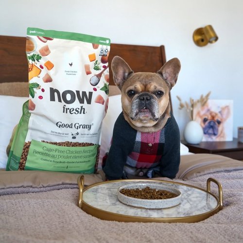 SofyDOG 寵物精品 【狗主食】now 雞肉 小型成犬 高湯天然糧 乾濕兩吃 狗飼料 狗糧