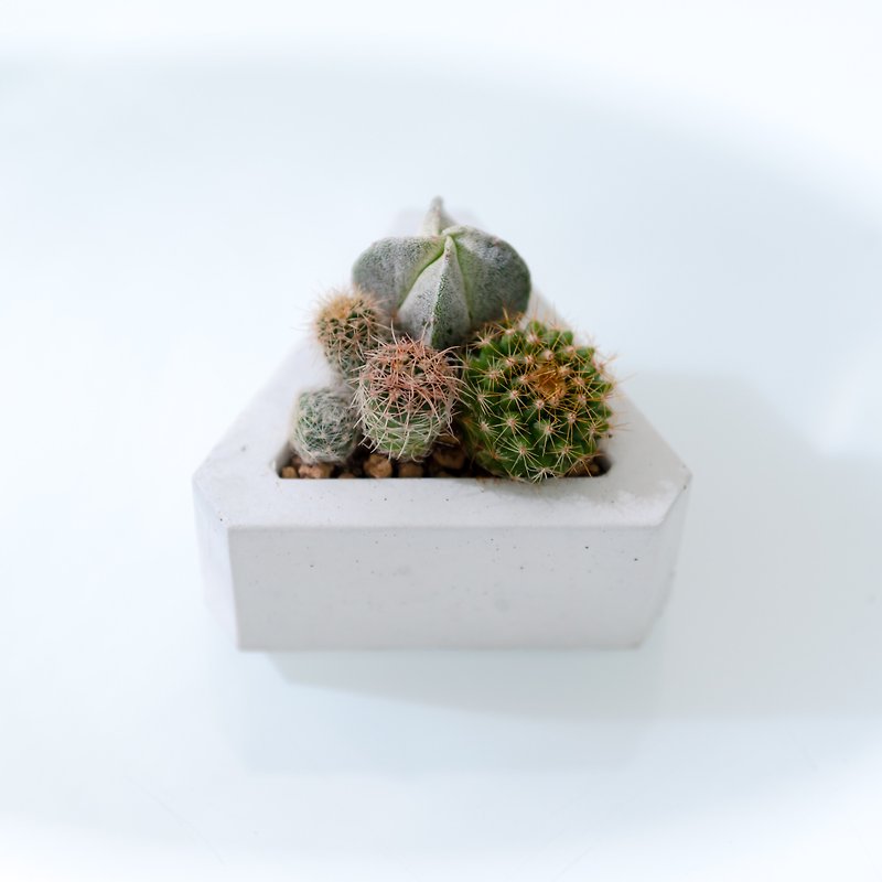Cement Rice Ball-Cactus - Plants - Cement Silver