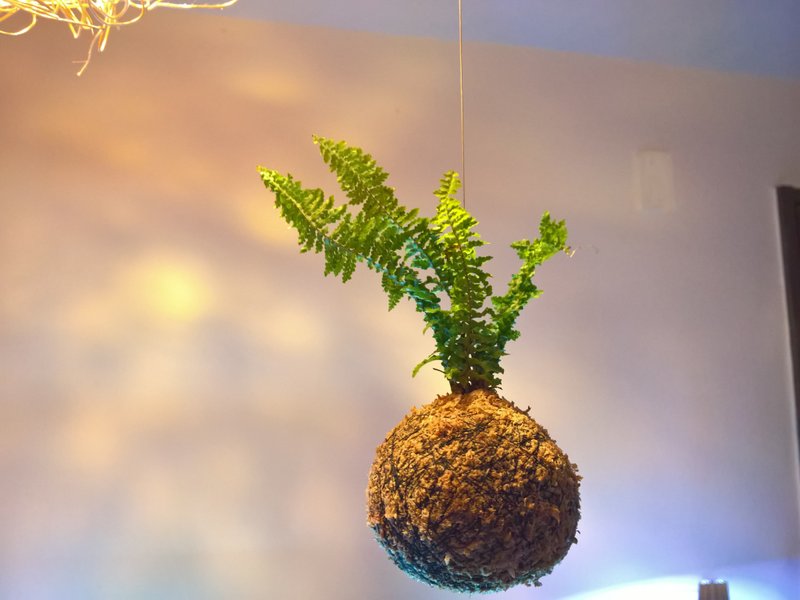 芊艸手作/ 漂島系列苔球 - 蕾絲蕨 - 盆栽/植栽 - 植物．花 綠色