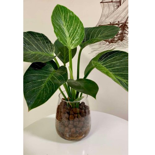 植物蔓蔓 l 水培植栽專賣 水培植栽│柏金蔓綠絨 室內植物 辦公室盆栽 店內佈置