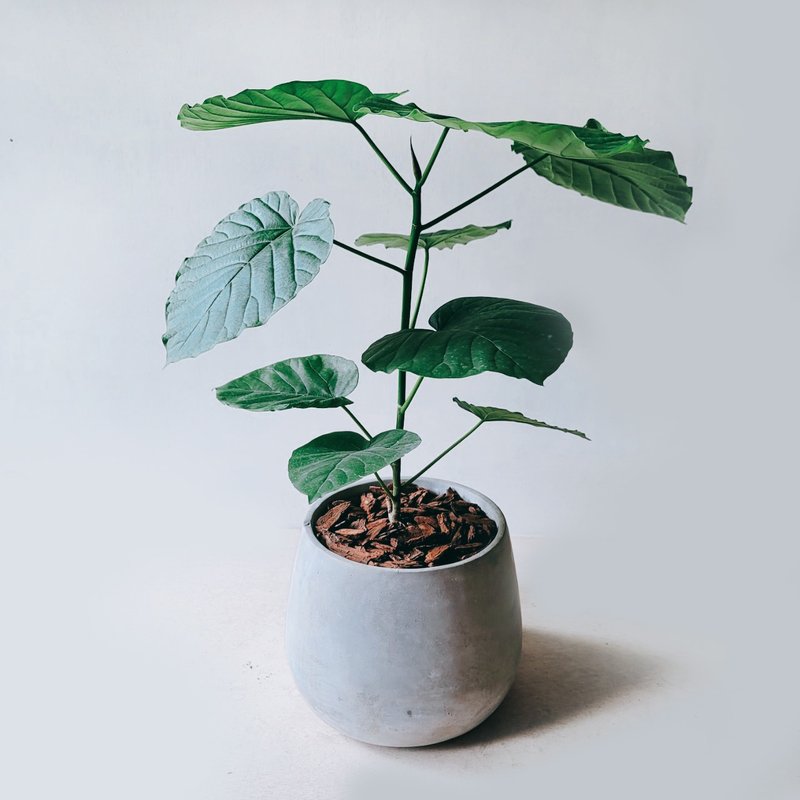 愛心榕 - 盆栽/植栽 - 植物．花 灰色