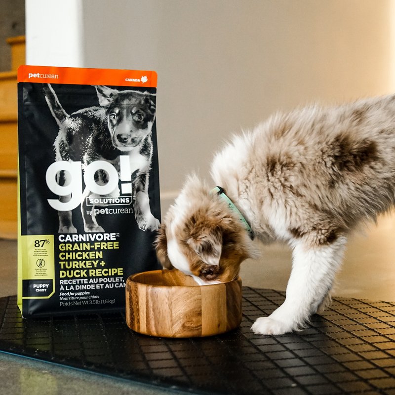 [Dog staple food] go! Chicken salmon puppy high meat content series grain-free dog food WDJ recommended - อาหารแห้งและอาหารกระป๋อง - อาหารสด 