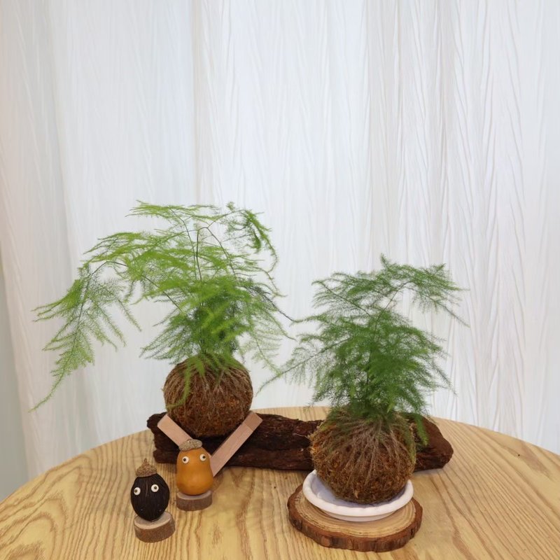 |文竹苔球| 贈送塑膠底座 / 植男人紳 手作苔球 - 盆栽/植栽 - 植物．花 綠色