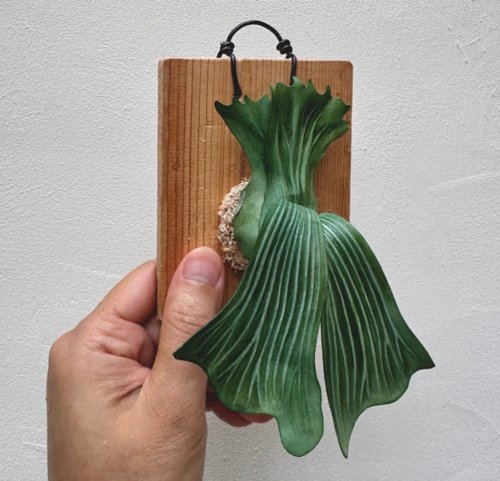 象園elephant-garden 象耳皮革鹿角蕨