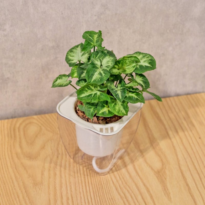 Green Elf Water-free Square Potted Plants Indoor Plants Foliage Plants Gift Potted Plants - ตกแต่งต้นไม้ - พืช/ดอกไม้ 