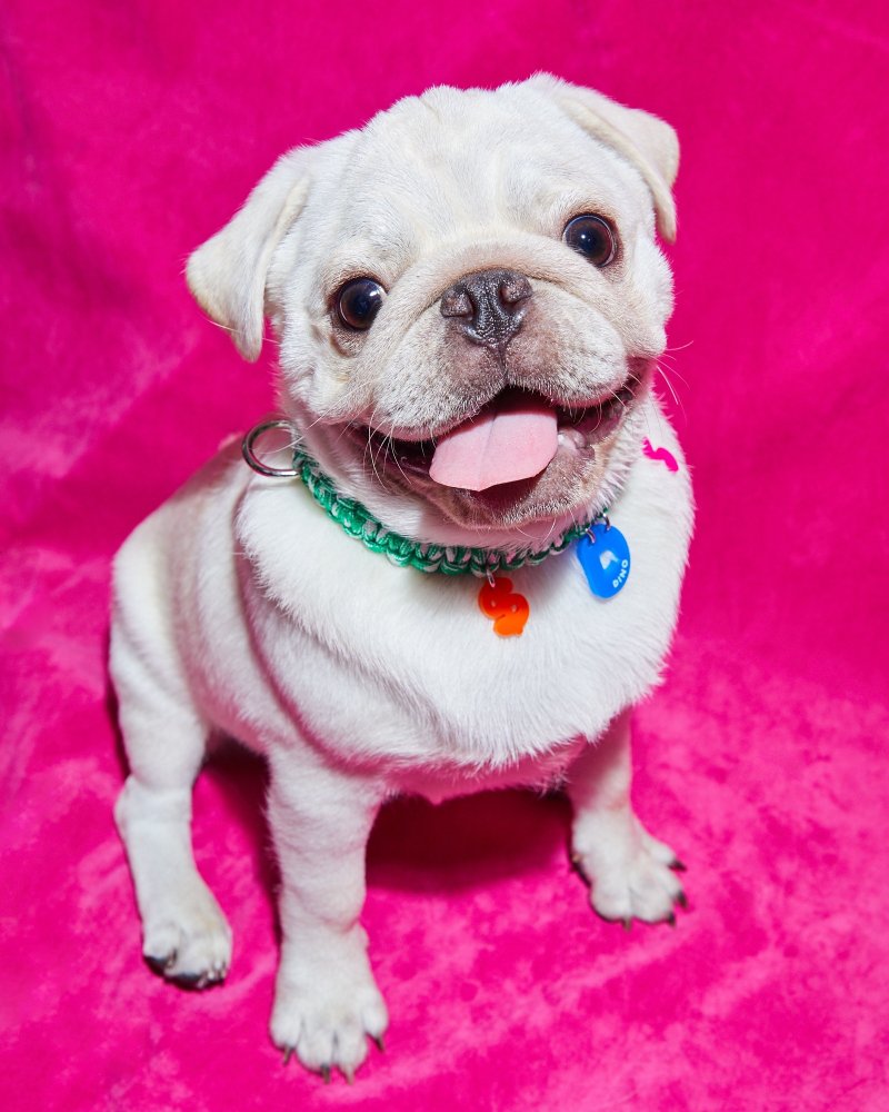 SquigglesテーラーメードのPEPPERMINTカラーは、犬と猫のためにカスタムメイドされています。 - 首輪・リード - ポリエステル 多色