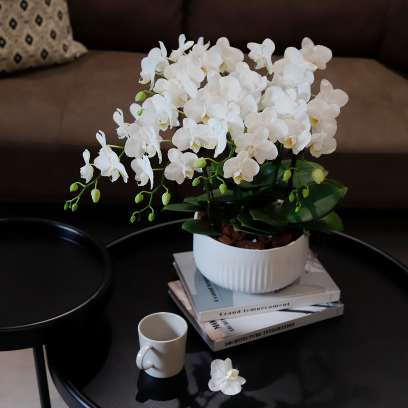 [Gift] Pearl White (Large) Phalaenopsis Potted Plant Opening Gift Orchid Potted Plant Promotion New Year Gift Orchid - ตกแต่งต้นไม้ - พืช/ดอกไม้ ขาว