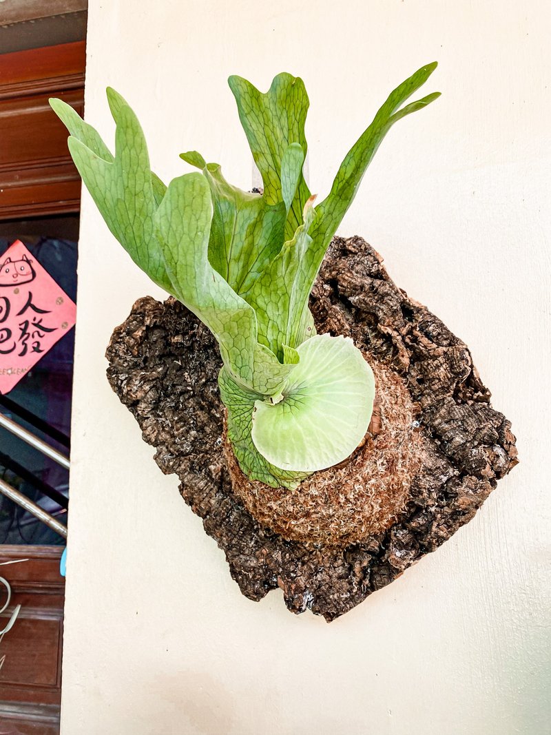 【上板鹿角蕨】 女王鹿角蕨/ 天然樹皮板 - 盆栽/植栽 - 植物．花 綠色