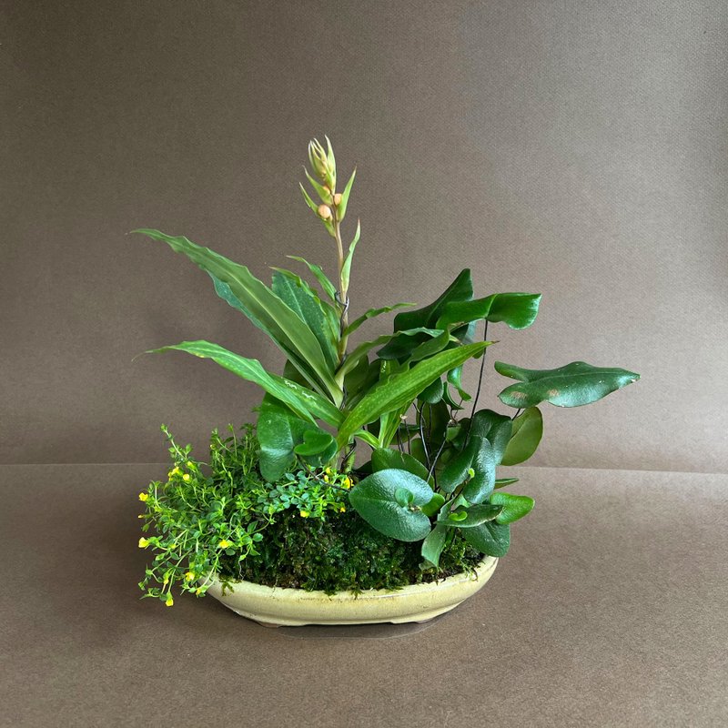 彩瓣玉鳳花∣稀有山野草掌上花盆栽 開花中 - 盆栽/植栽 - 陶 