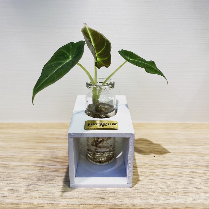 SDGs、ESG水耕植栽 l 超迷你水耕瓶單瓶插S l 黑絲絨觀音蓮 - 盆栽/植栽 - 植物．花 綠色