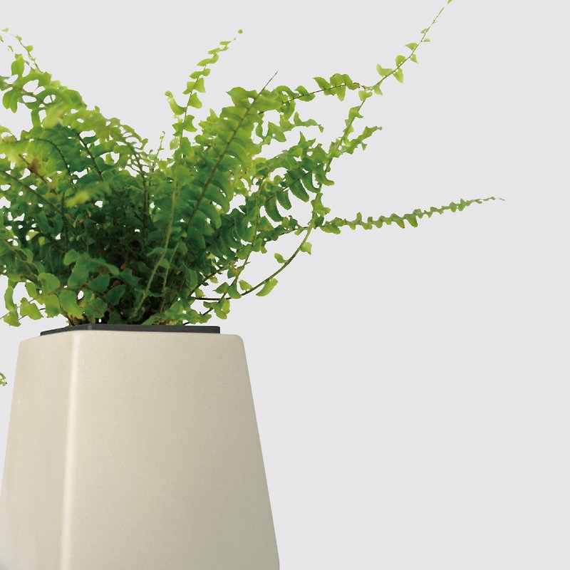 │ Square Pot Series│ Boston Fern - Fern Air Purification Hydroponic Potted Ceramic Pot - Plants - Plants & Flowers 