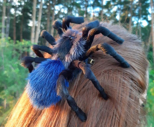 タランチュラ スパイダーヘアピン 昆虫のヘアクリップ コスプレコスチュー ムジュエリー 本物の毛皮のジュエリー 大きなヘアクリップ ショップ Lifelikespiderart ヘアアクセサリー Pinkoi