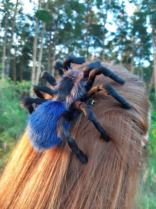 LifelikeSpiderArt 塔蘭圖拉毒蛛 蜘蛛髮夾 昆蟲髮夾 角色扮演服裝珠寶 真毛皮飾品