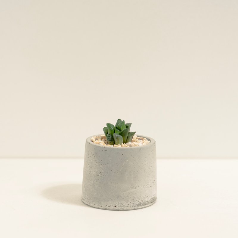 姬壽 │泥作系列│福所栽 - 盆栽/植栽 - 水泥 綠色