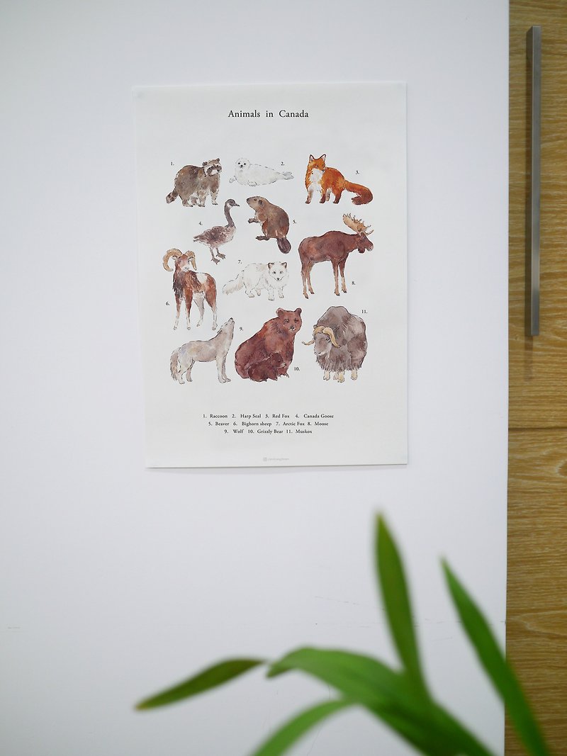 canadian animal poster - โปสเตอร์ - กระดาษ 