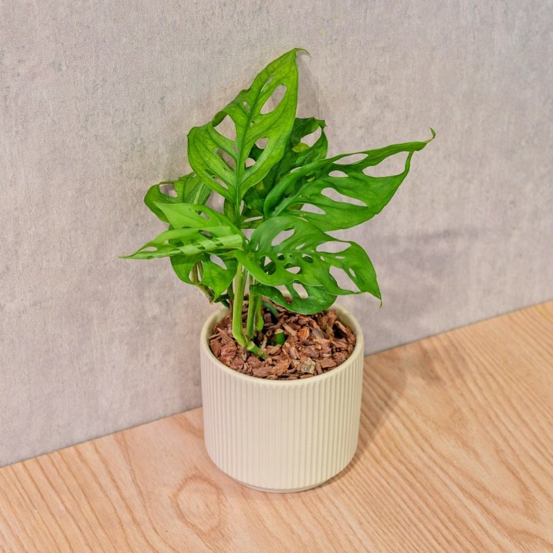 窗孔龜背芋 莫蘭迪色系直紋陶盆 室內植物 觀葉植物 禮物 盆栽 - 盆栽/植栽 - 植物．花 黃色