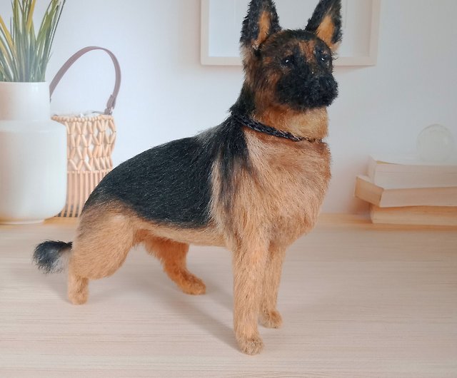 miniature german shepherd full grown