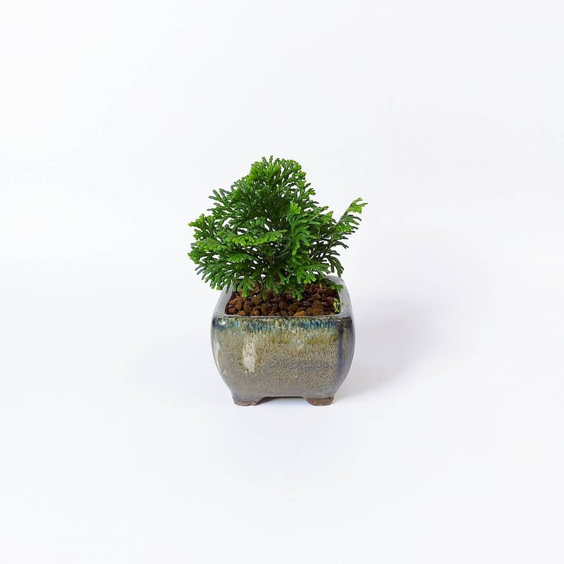 豆盆栽【日本津山檜・津山八ッ房桧】 - 盆栽/植栽 - 植物．花 