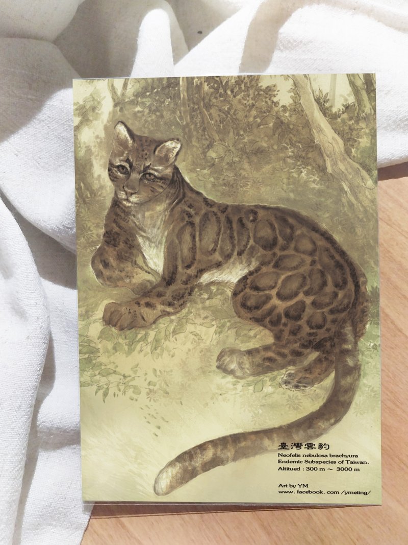 Clouded leopard - Taiwan's unique animal series - unique subspecies Taiwan postcard - การ์ด/โปสการ์ด - กระดาษ 