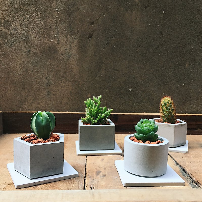 | Mini flower set | 4 shapes + 4 plants + planting tools | - Plants - Cement Gray
