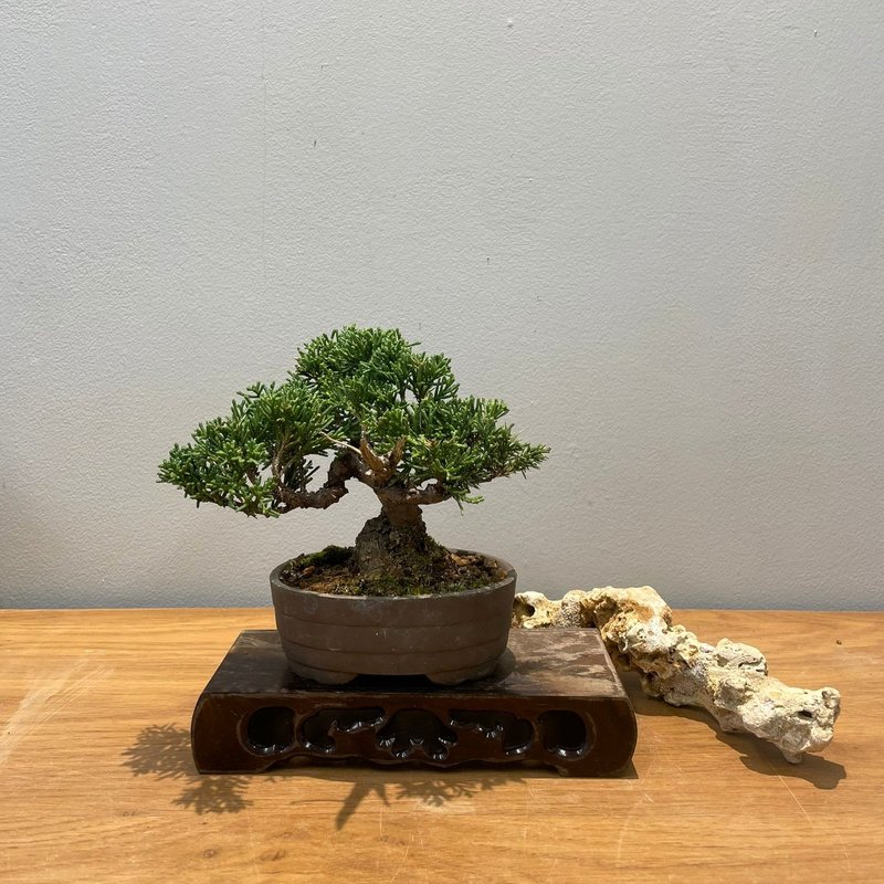 Junipe|  Bonsai Planet  Bonsai Code: 24L28 - Plants - Plants & Flowers 