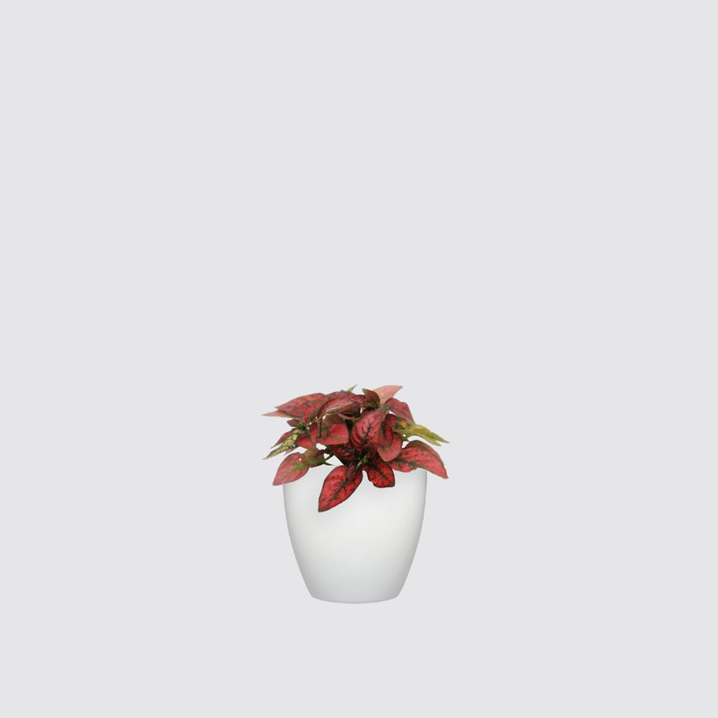 │犀力系列 │嫣紅蔓 - 水耕植物 室內盆栽 自動補水 - 盆栽/植栽 - 植物．花 