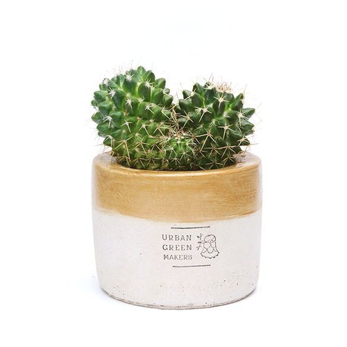 URBAN GREEN MAKERS (Taiwan) UGM圓型清水模盆器 / 金