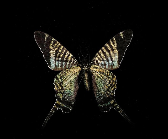 ブラジル産　　　　蝶　　剥製　　絵画 蝶の剥製 絵 絵画 入手困難 ブラジル産 - メルカリ