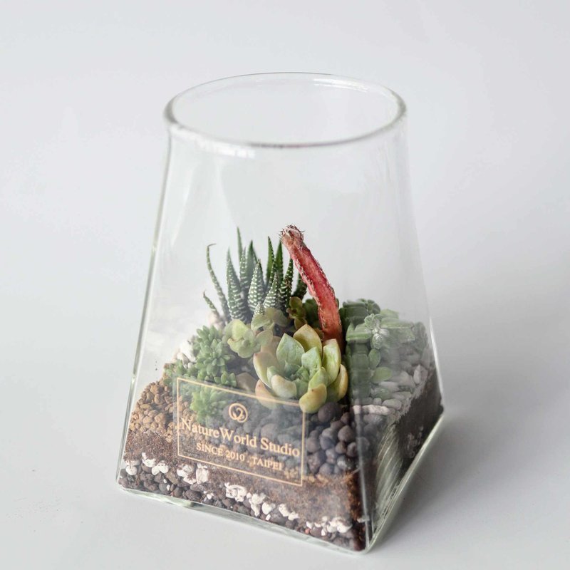 [Desert ecological plant bottle] - จัดดอกไม้/ต้นไม้ - พืช/ดอกไม้ 