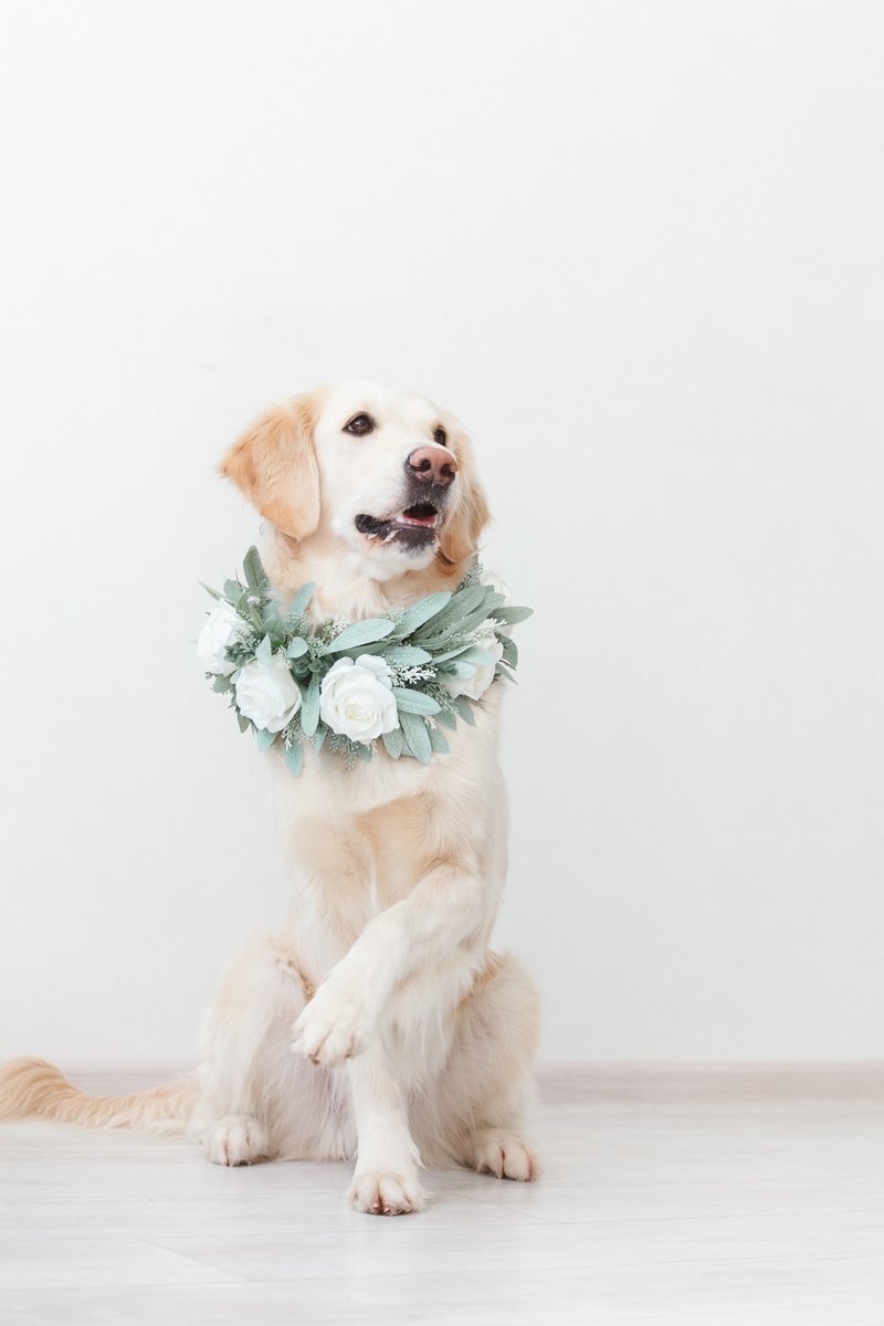 Dog flower collar wedding sage, Garland white roses flower collar greenery - Clothing & Accessories - Plants & Flowers White