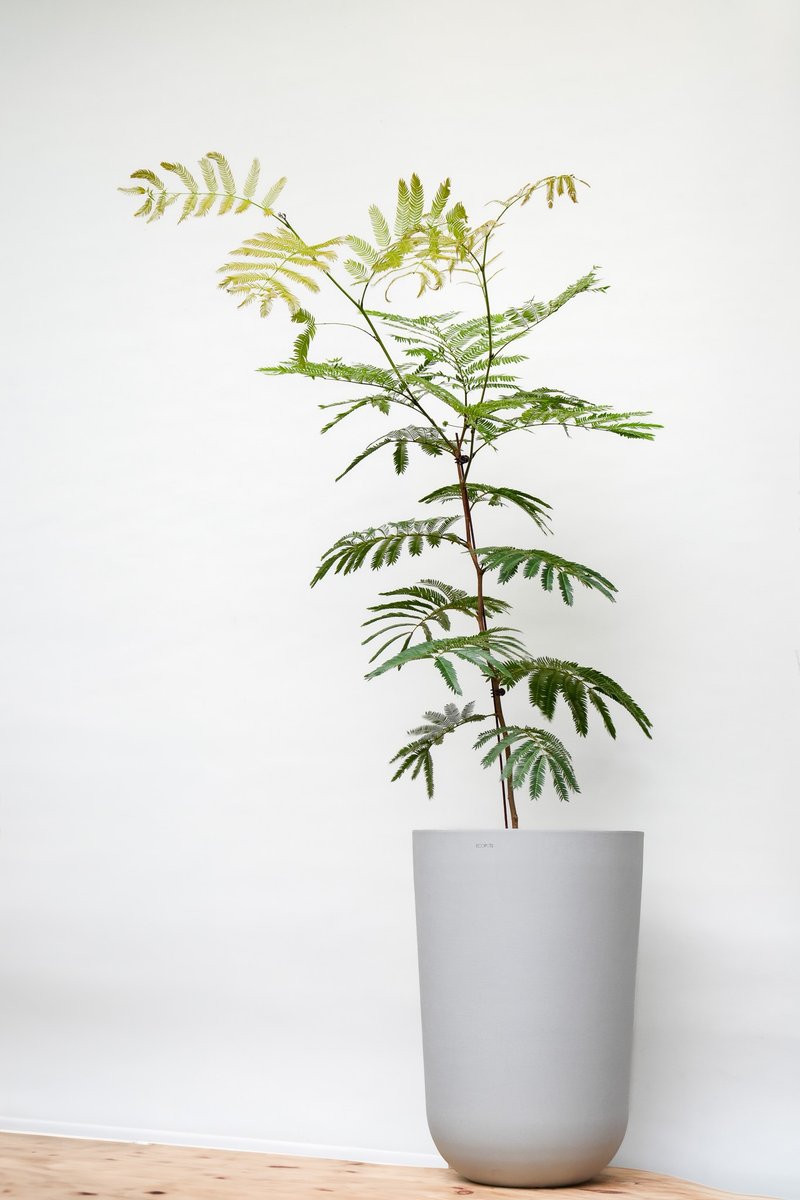 小豆樹│有植 Yuzhi - 盆栽/植栽 - 植物．花 