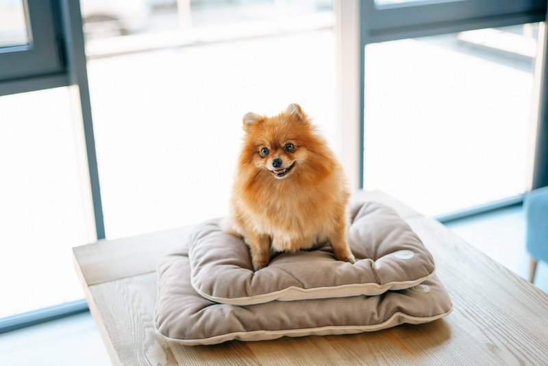 Beige carrier cushion for small dog S Size 55x38 cm Plush velvet - 寵物床 - 其他材質 金色