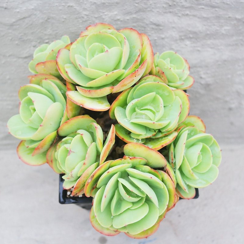 [Doudou Succulents] Housewarming│Gifts│Promotion│Succulents│-Bitao - Plants - Plants & Flowers 
