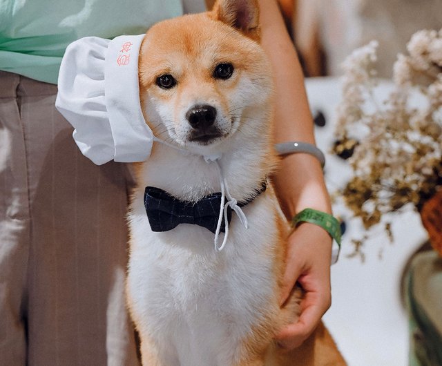 Shiba inu clearance bow tie