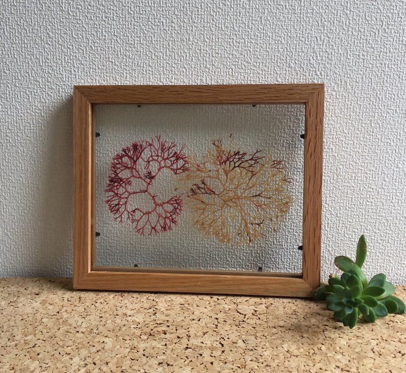 Seaweed Art, Pressed seaweeds, Botanical art, Alganet collage, 海藻, 芸術, 自然, 植物 - 壁貼/牆壁裝飾 - 環保材質 卡其色