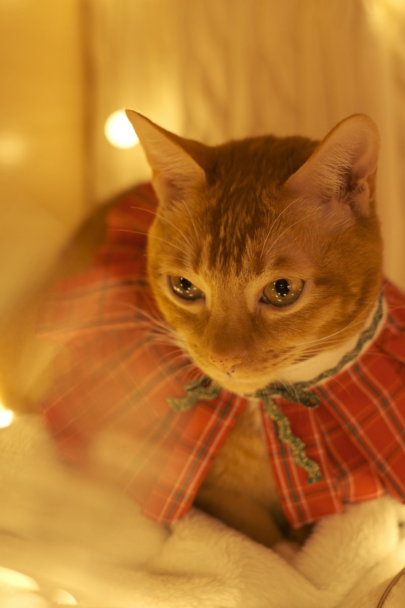 /聖誕限定/ 寵物禮服訂製 百摺小披風 紅色格子 xmas bouffancy - 寵物衣服 - 棉．麻 紅色