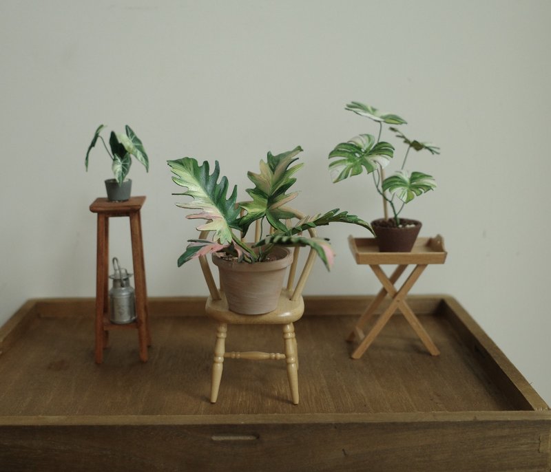 袖珍盆栽 班葉神鋸蔓綠絨  僅此一件售完不補 - 盆栽/植栽 - 真皮 