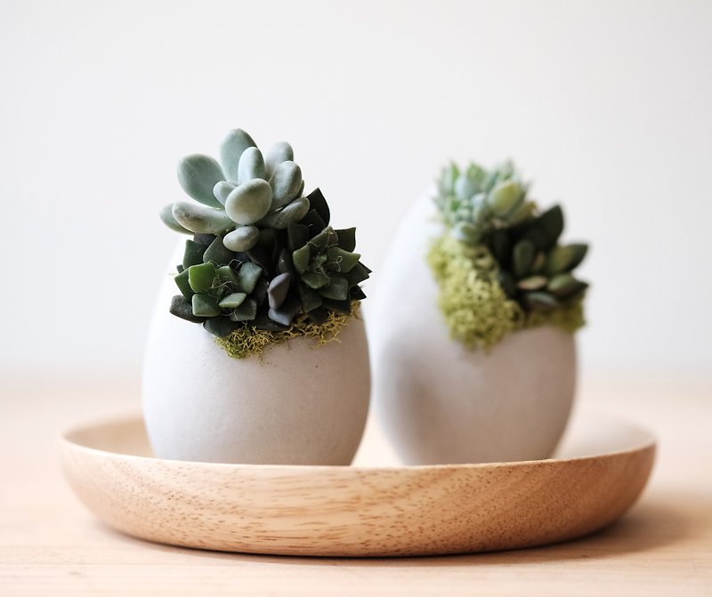 Upright Goose Egg Cement Pot-Succulents potted Succulents potted - ตกแต่งต้นไม้ - ปูน หลากหลายสี