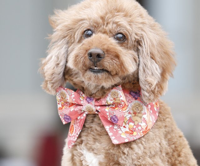 犬の首輪 ショップ 蝶ネクタイ